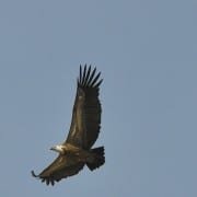 ornitologia parque natural de los alcornocales, avistamiento de aves parque natural de los alcornocales, birding, ornitología velair adventures ornitologia parque natural de los alcornocales, avistamiento de aves parque natural de los alcornocales, birding, ornitología velair adventures